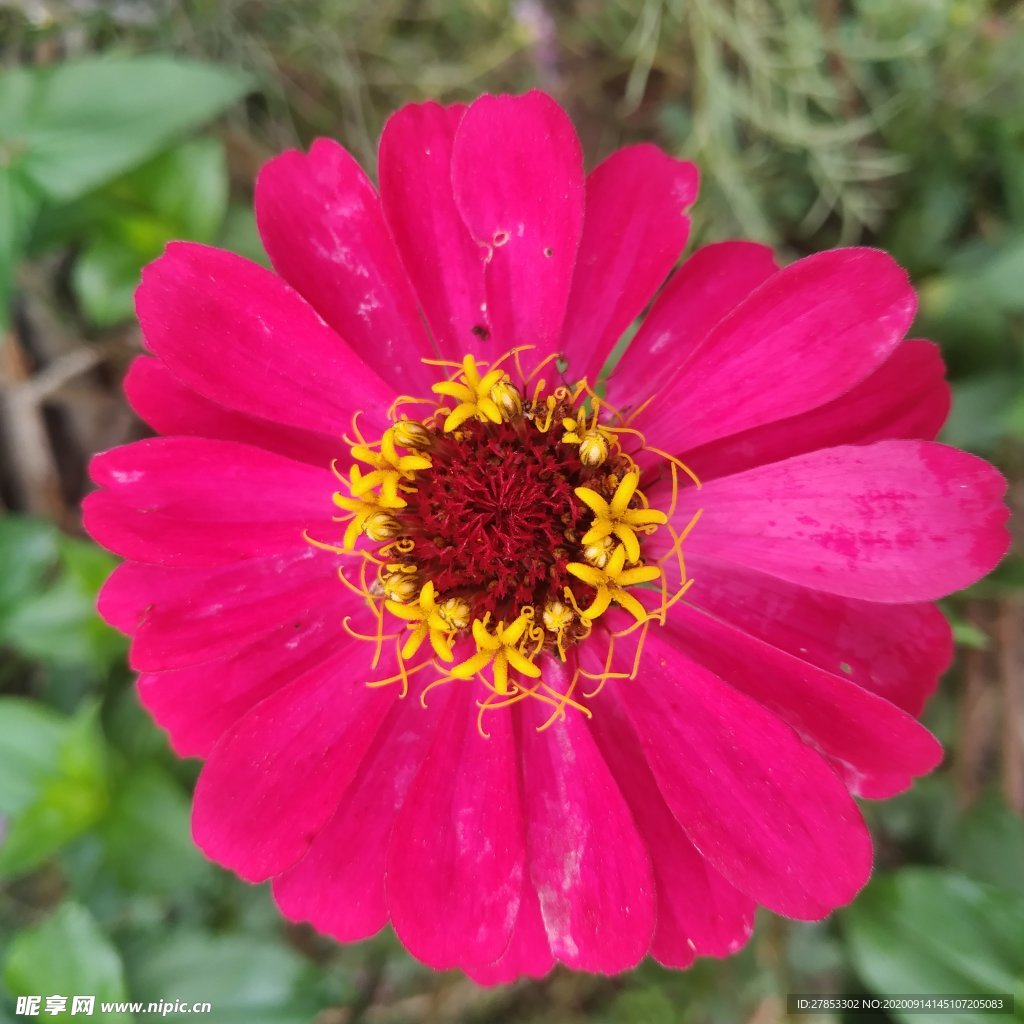 花