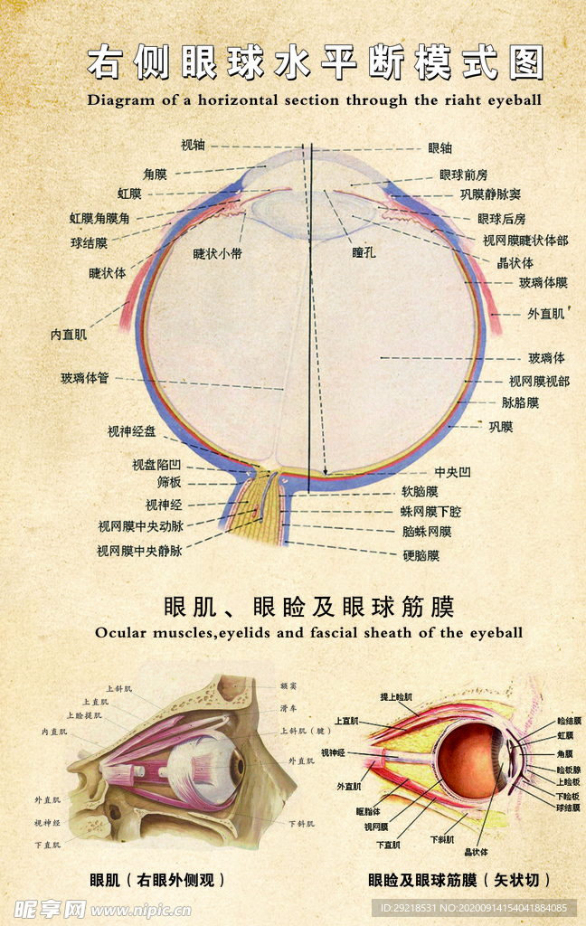 右侧眼球水平断模式图