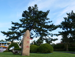 不老松