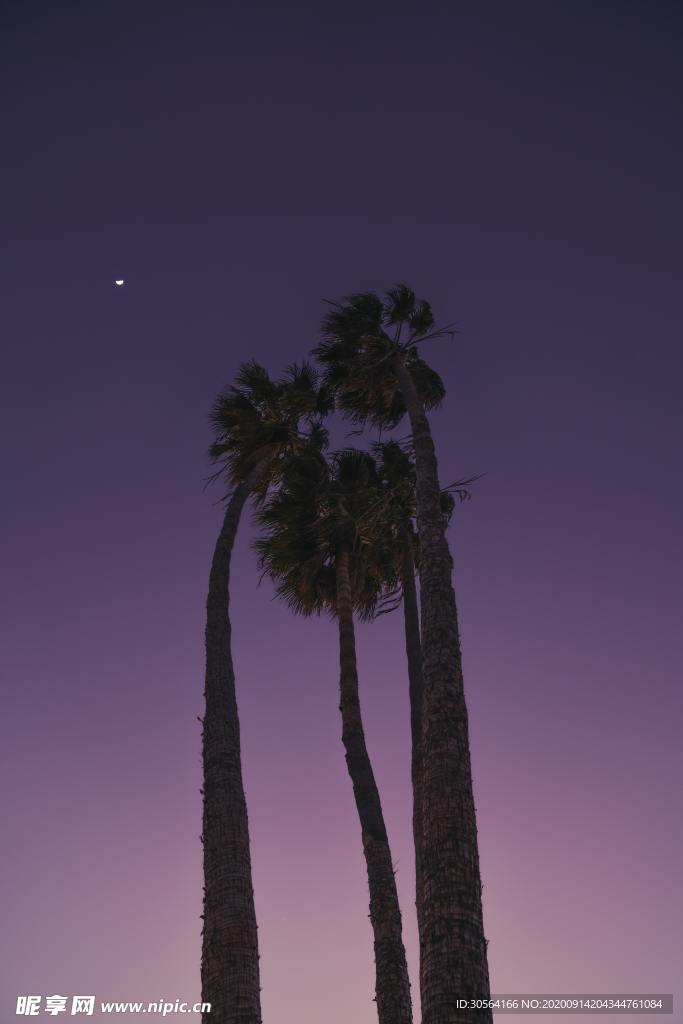 树木夜晚星空留白背景