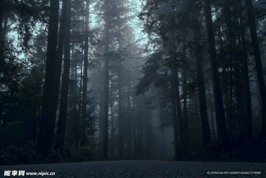 森林夜晚树木自然风景背景