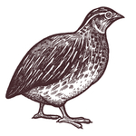 家养动物主题插画