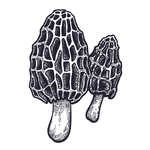餐饮食物插画元素