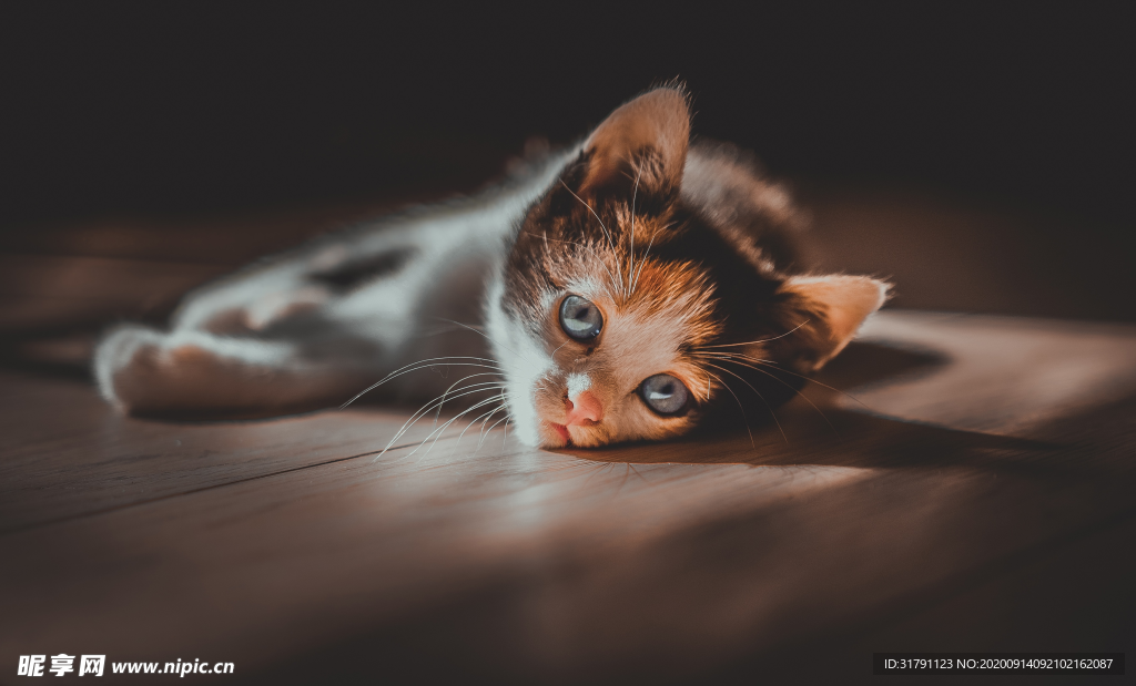 猫
