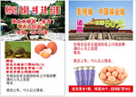 旅游传单