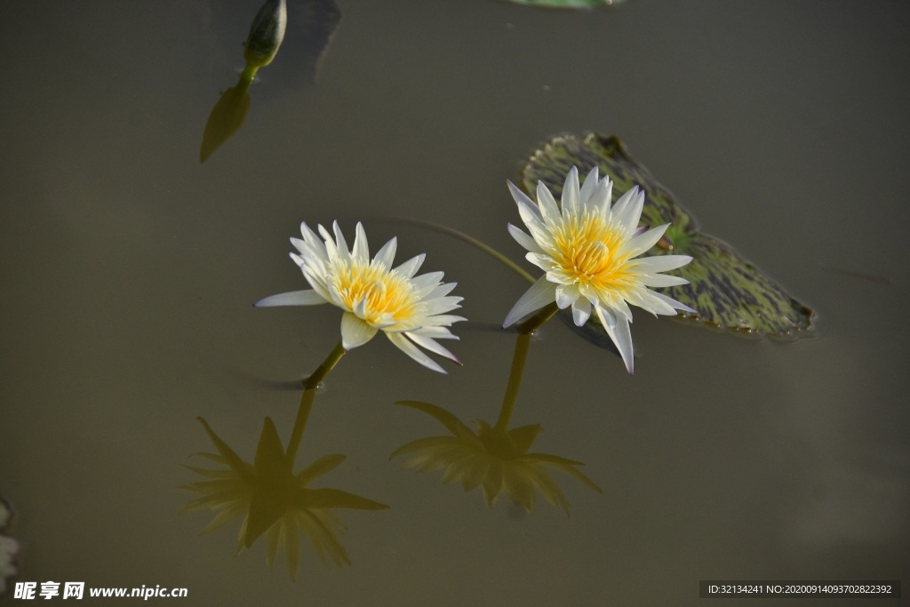 水百合花图片