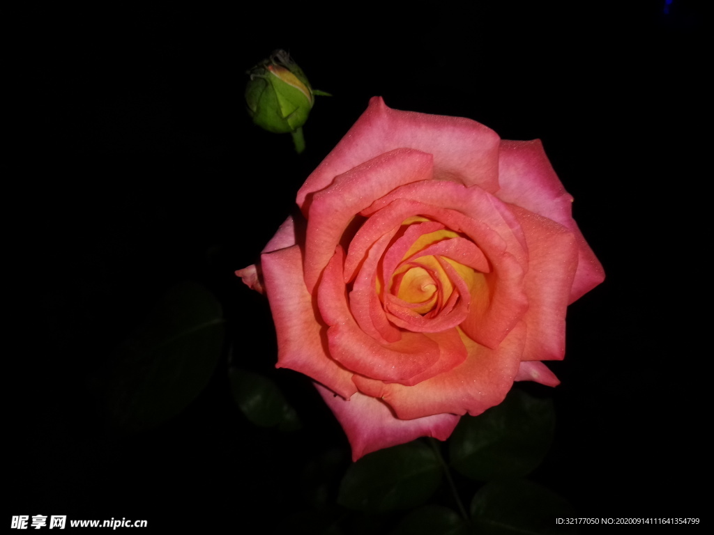 月季花