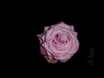 月季花