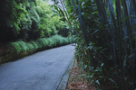 竹林道路草地小路风景