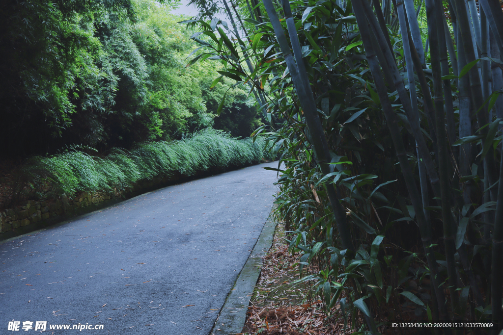 竹林道路草地小路风景