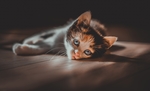 小猫宠物猫咪动物背景