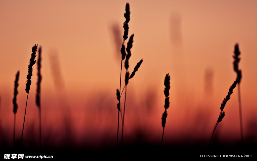 野草夕阳黄昏草原风景