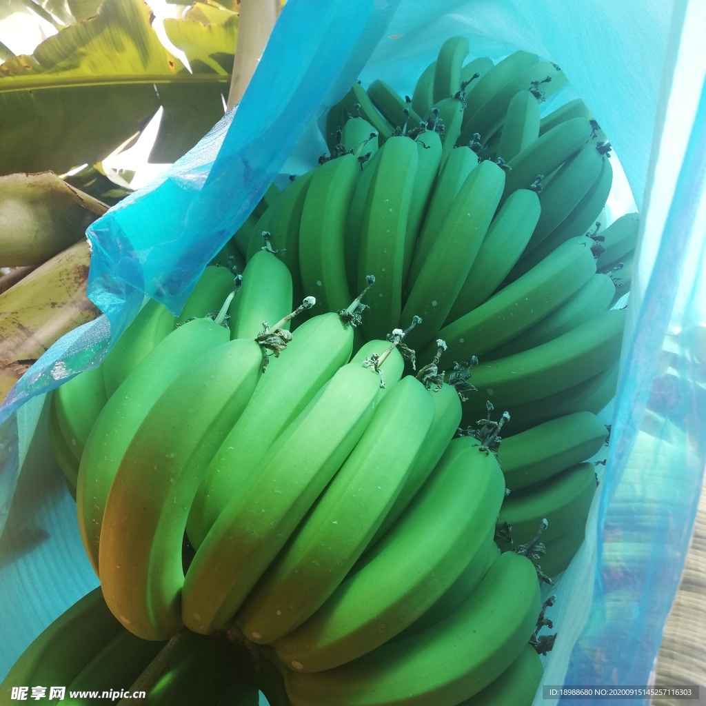 种植户香蕉效果图图片