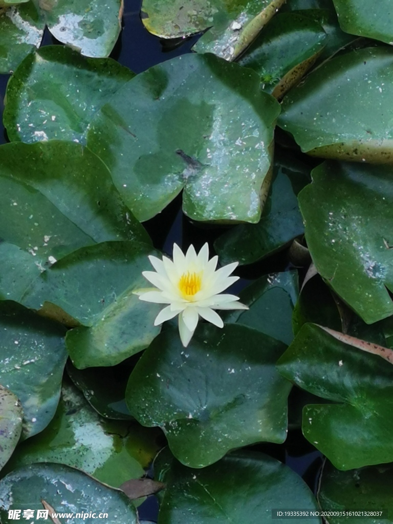花卉