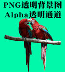 鹦鹉 情侣鸟