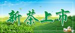 新茶上市