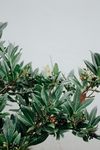 植物果子