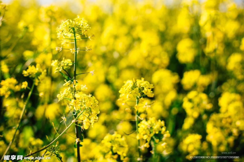 油菜花