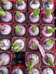 花草种植