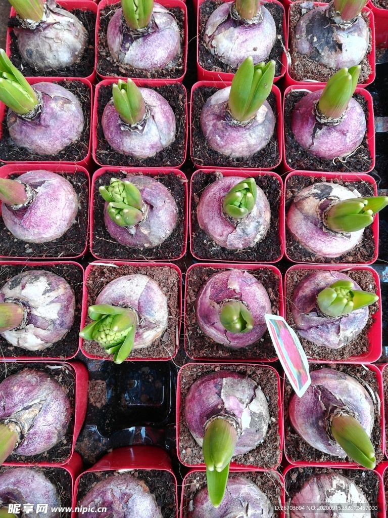 花草种植