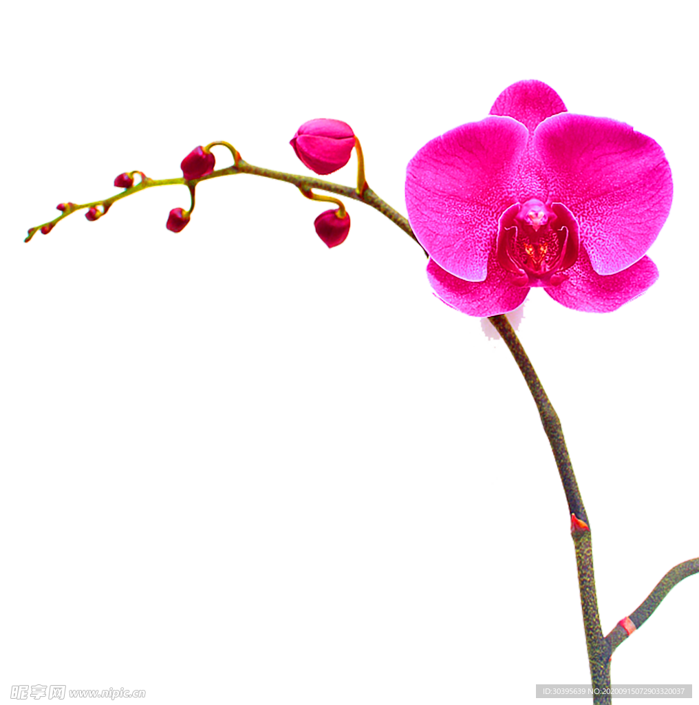鲜花装饰