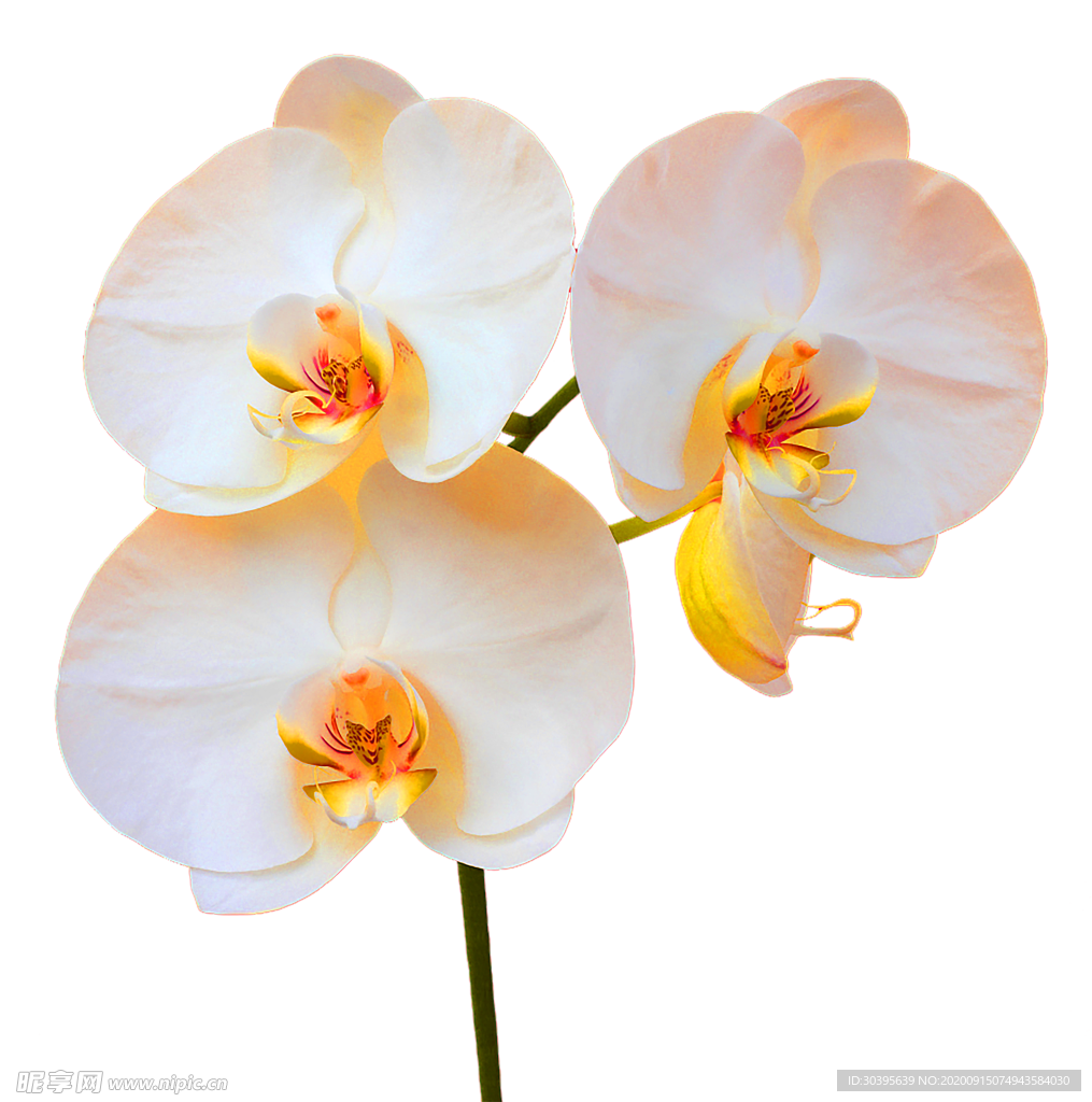鲜花装饰