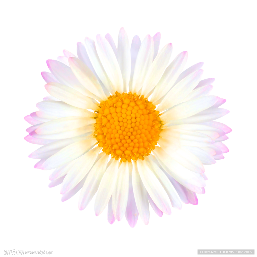 鲜花装饰