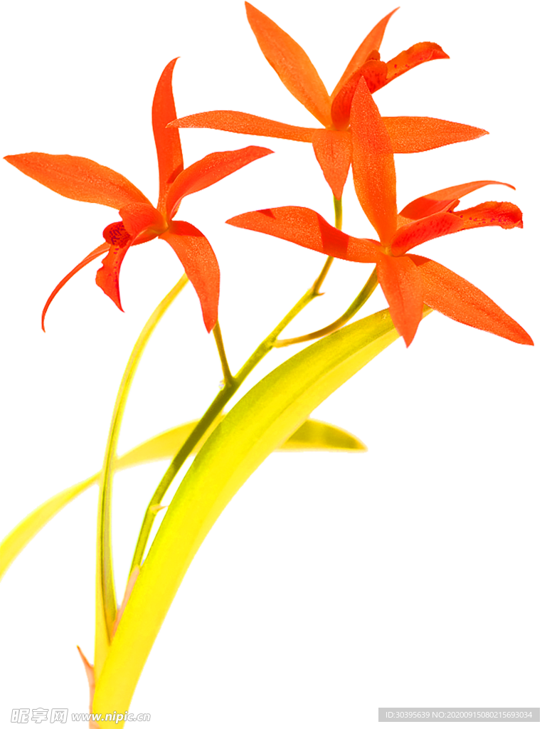 鲜花装饰