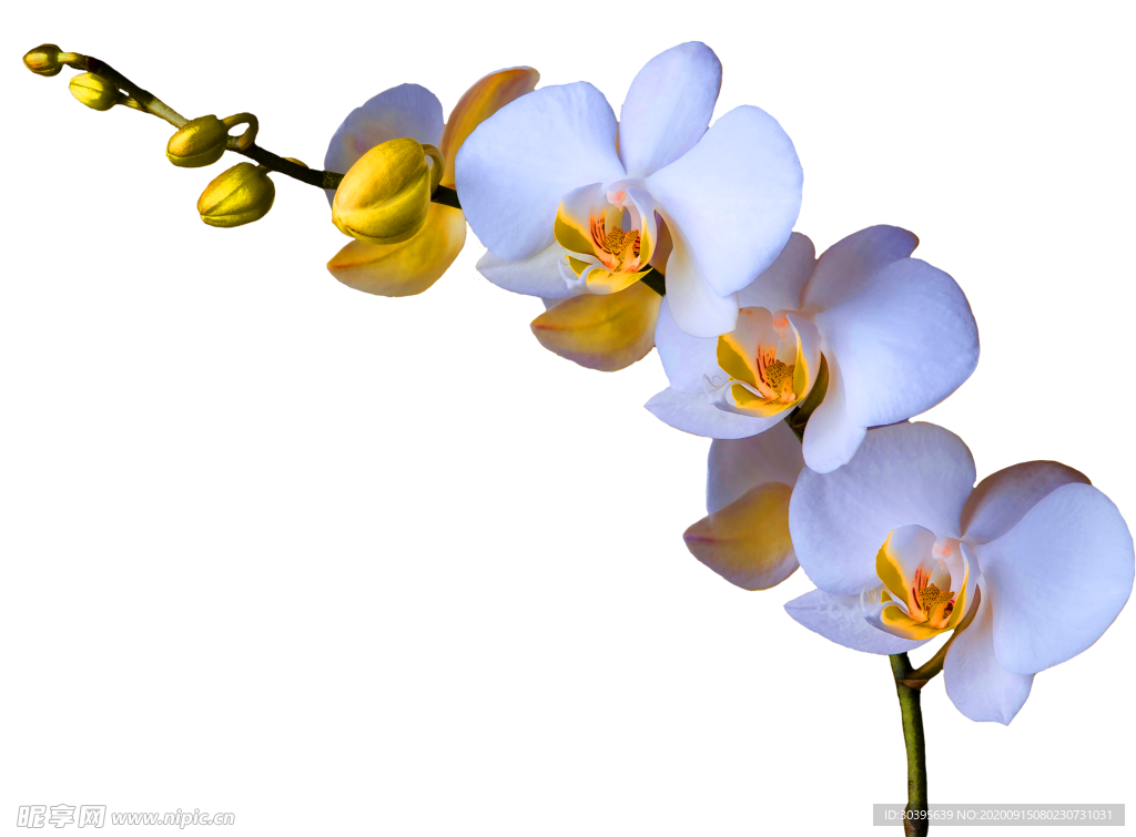 鲜花装饰