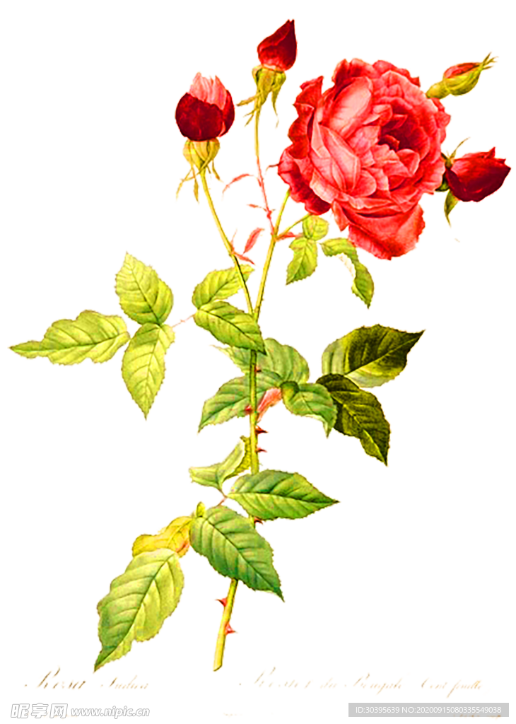 鲜花装饰