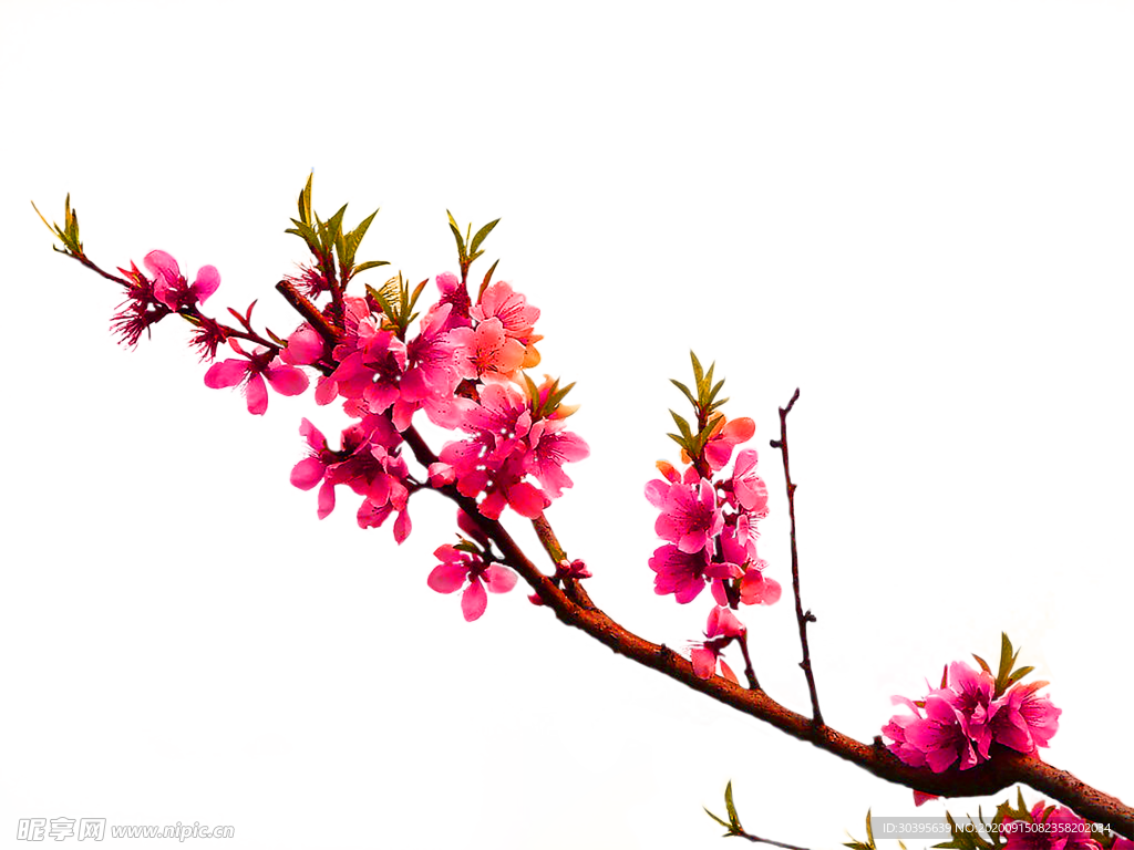 鲜花装饰