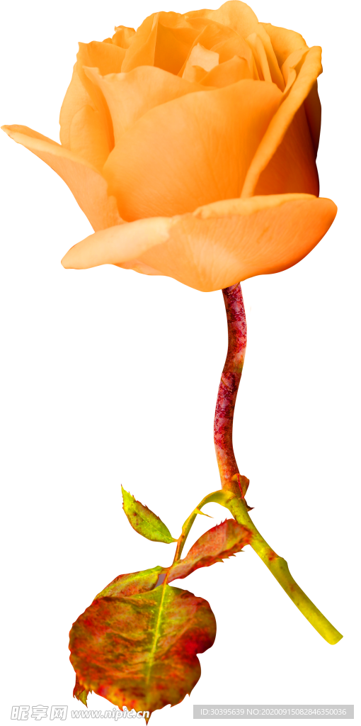 鲜花装饰