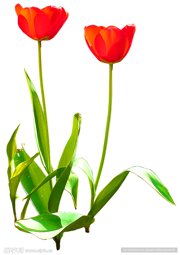 鲜花装饰