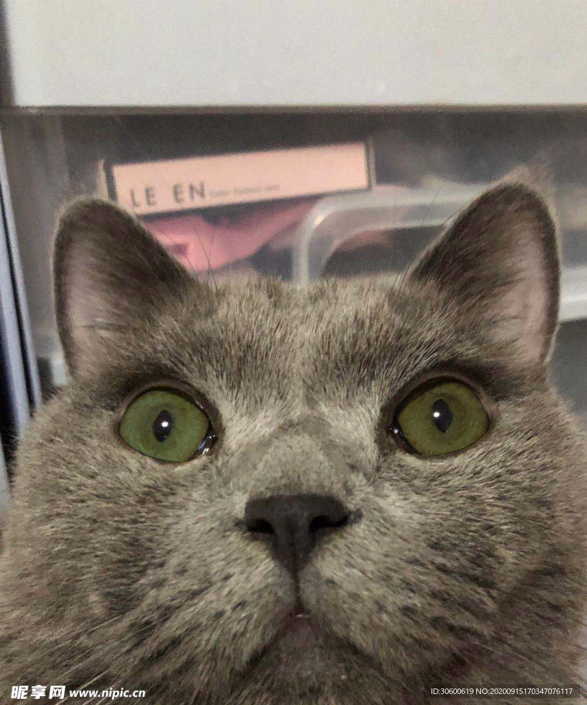 蓝猫