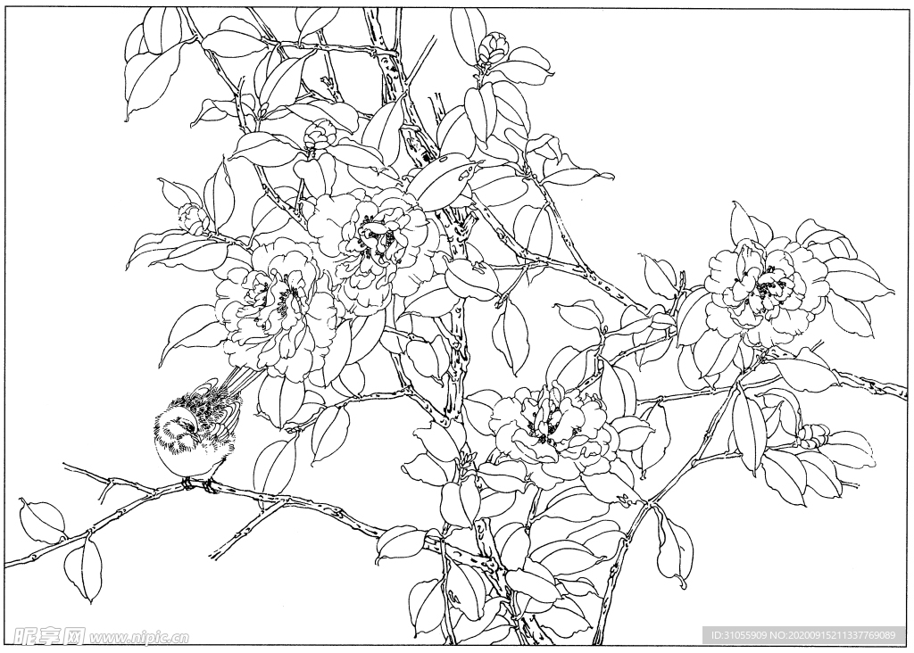 花卉白描