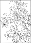 花卉白描