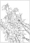 茶花白描