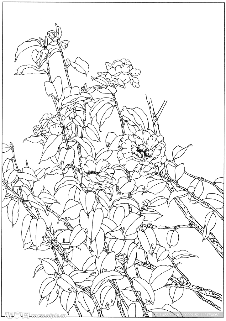 茶花白描