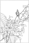 白描花卉