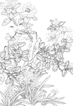 花卉白描