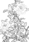 白描茶花