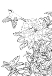 白描茶花