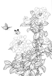 白描茶花