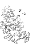 白描茶花