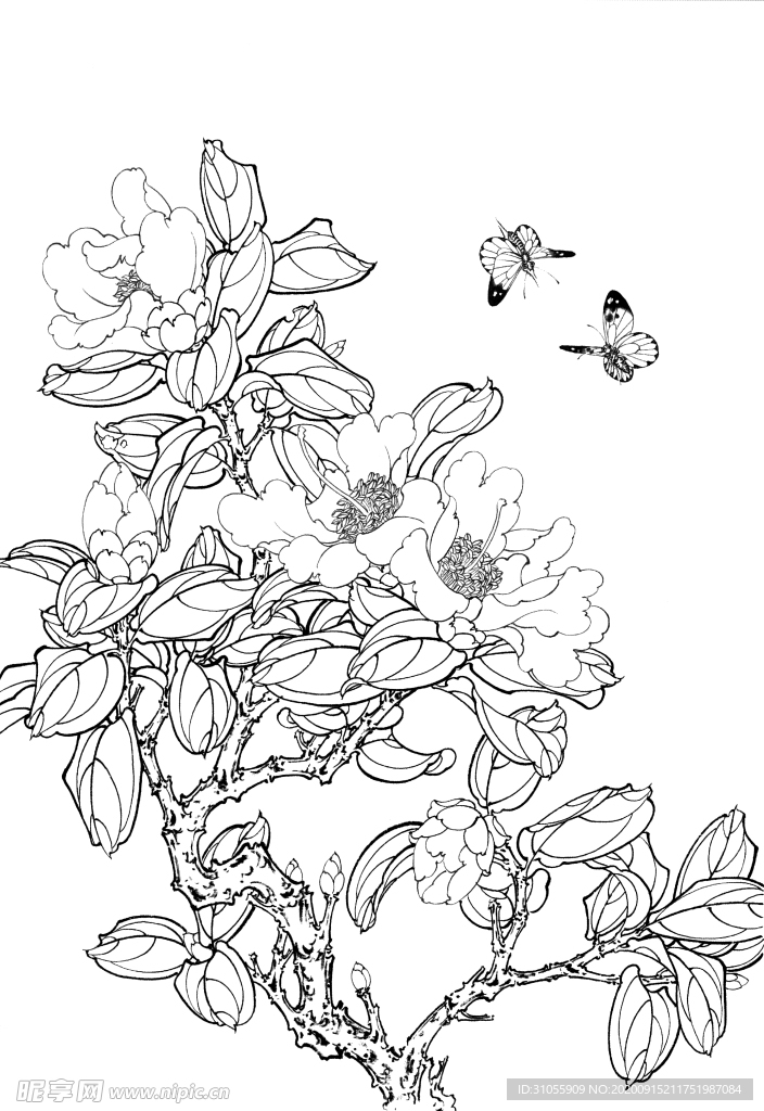 白描茶花