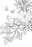 茶花白描