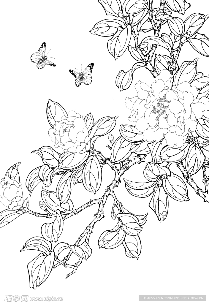 茶花白描