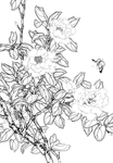 白描茶花