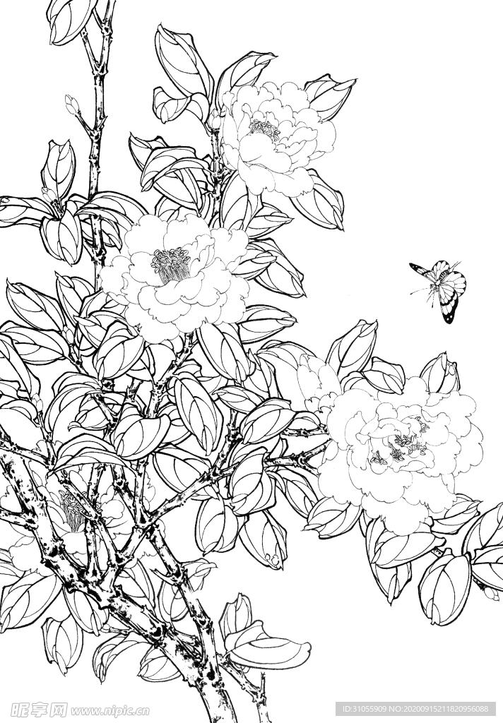 白描茶花