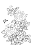 白描茶花
